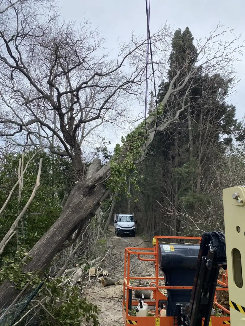 Abattage de chêne mort à la nacelle — Vertical Élagage Perpignan