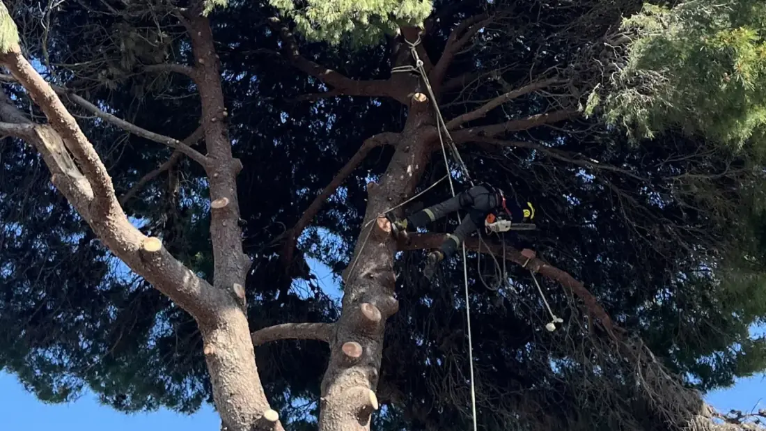 Élagage d'arbre par grimpeur certifié à Perpignan — taille douce aux cordes, Pyrénées-Orientales 66