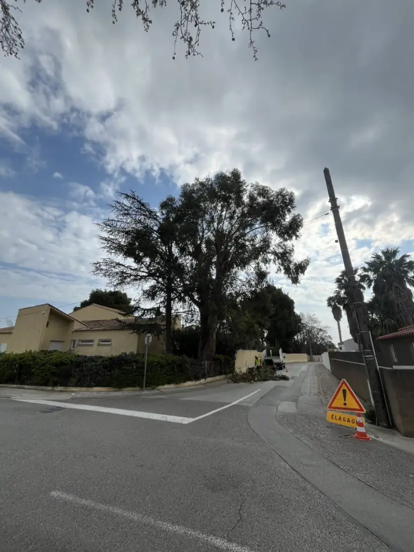 Chantier balisé sur voie publique — sécurité élagage Vertical Élagage 66