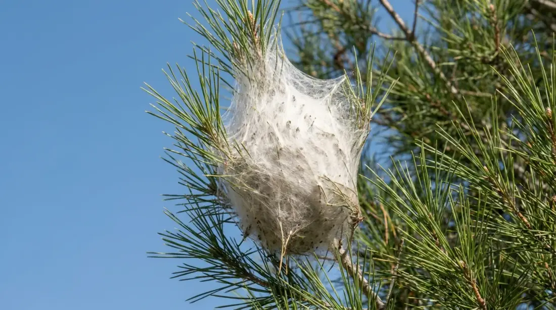 Nid de chenilles processionnaires dans un pin - cocon de soie blanche, traitement Vertical Élagage 66