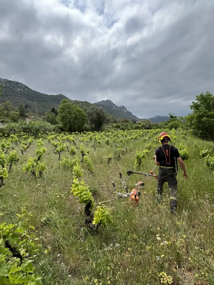 Débroussaillage de vigne dans le 66 — Vertical Élagage Débroussaillage de parcelle à la débroussailleuse à disque dans une vigne du 66 par Vertical Élagage