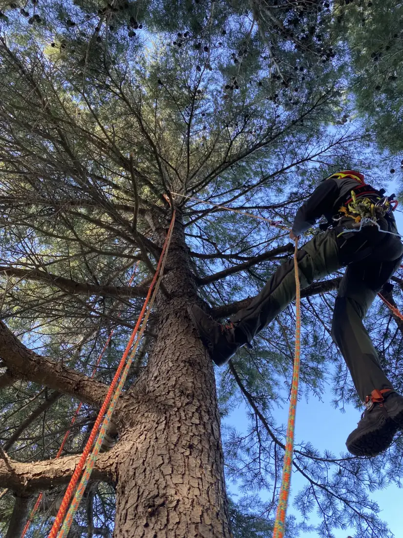 Pin parasol de plus de 10 mètres à Perpignan - droits du voisin Vertical Élagage