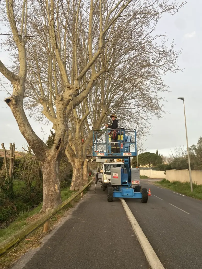Élagage de platanes en série à la nacelle JLG — chantier d'alignement voirie dans les Pyrénées-Orientales par Vertical Élagage