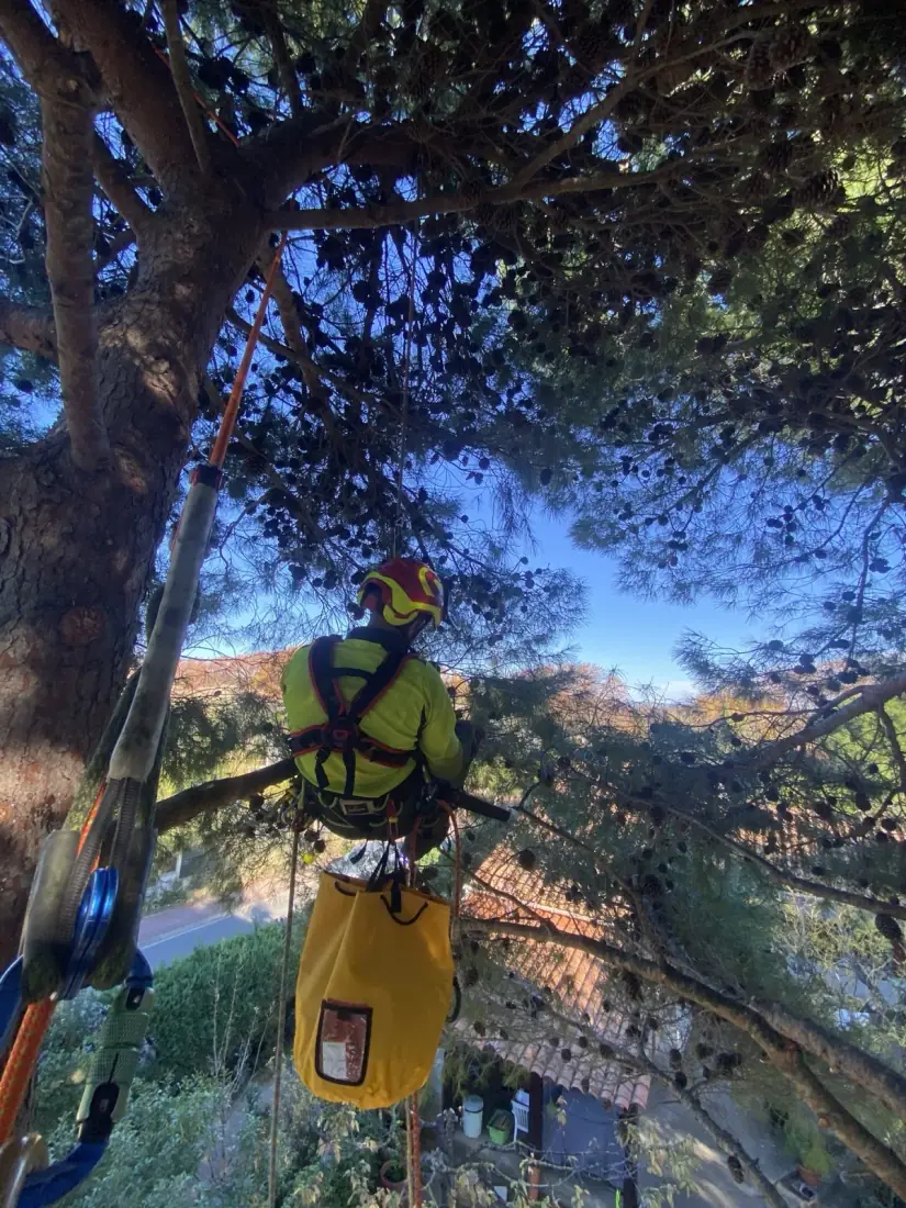Élagage sur corde chez un particulier à Perpignan — Vertical Élagage 66 Élagueur grimpeur sur corde dans un arbre devant villa des Pyrénées-Orientales — harnais, casque et équipement de protection complet Vertical Élagage