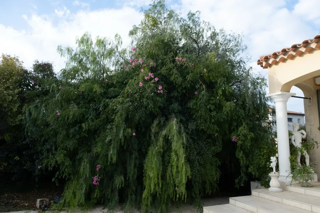 AVANT — faux poivrier envahissant, branches retombantes devant villa — Vertical Élagage Perpignan