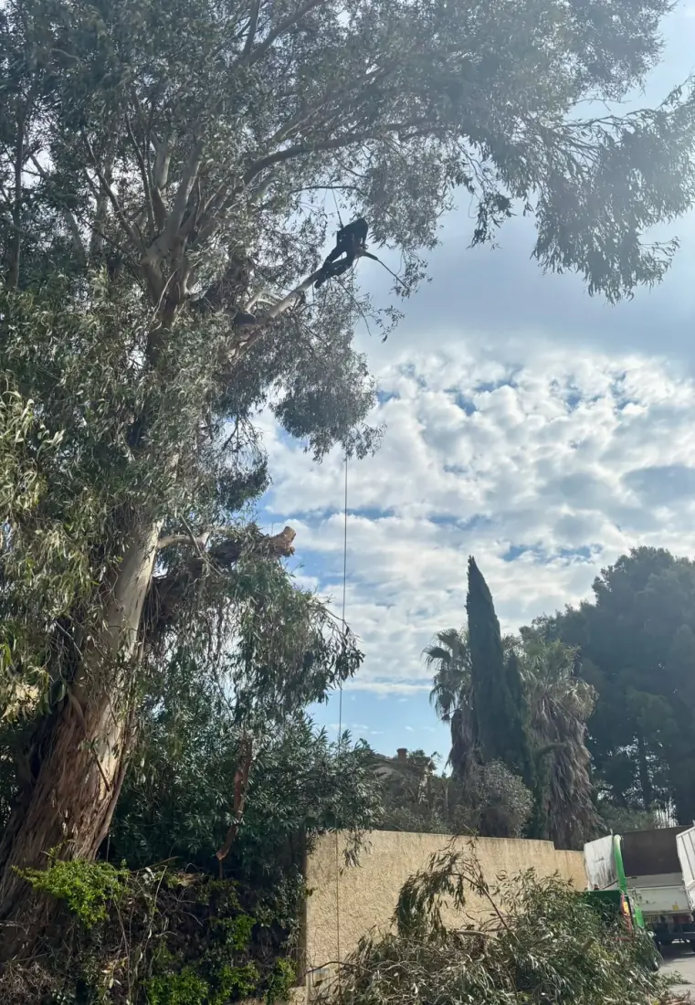 Élagueur-grimpeur encordé très haut dans un grand eucalyptus sous ciel bleu — Vertical Élagage Pyrénées-Orientales 66