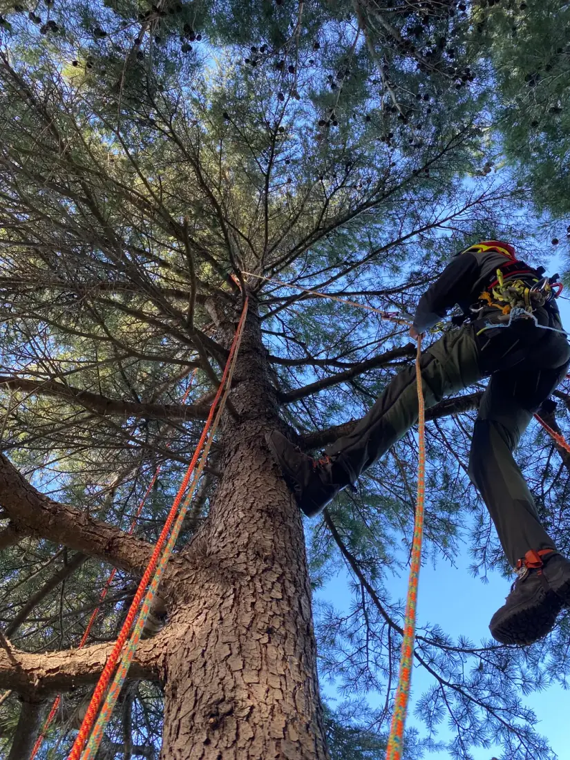 Grimpeur en contre-plongée sur un grand pin — élagage en hauteur Vertical Élagage Perpignan 66