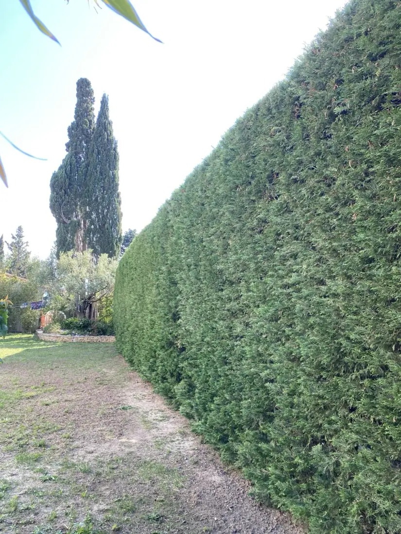Haies de cyprès sculptées — Vertical Élagage Perpignan