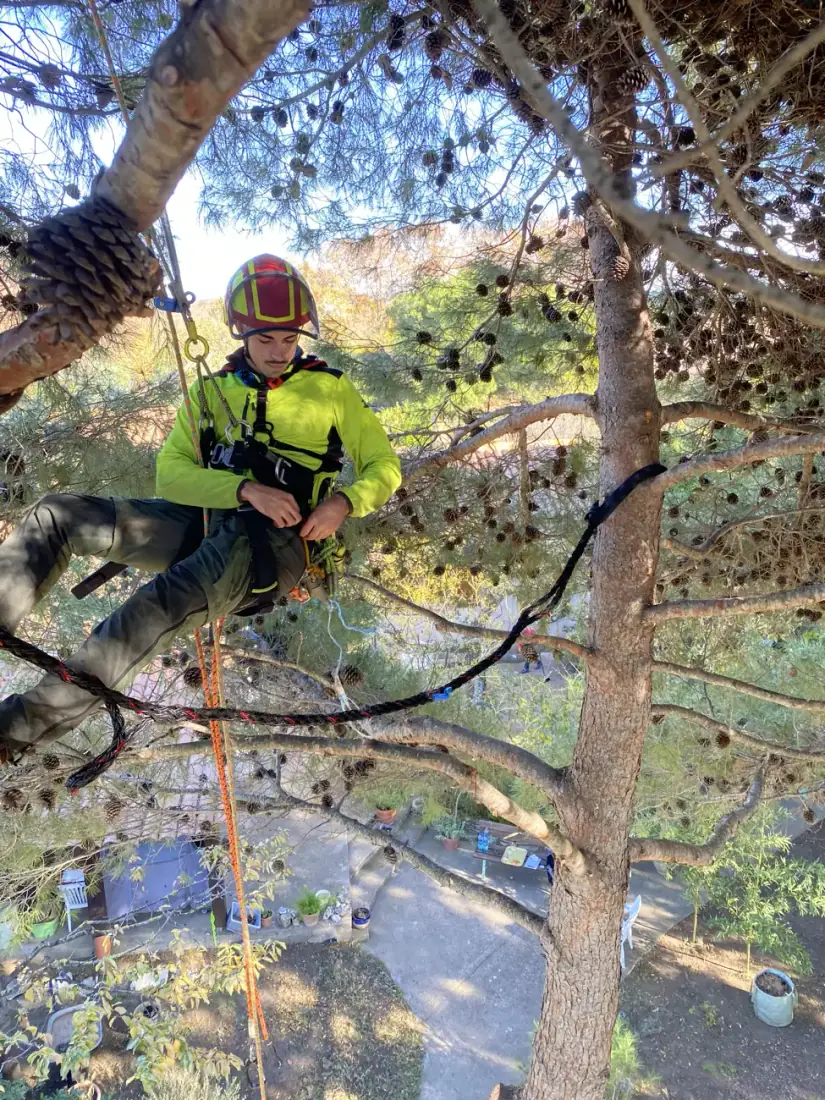 Élagueur grimpeur cordiste Vertical Élagage en intervention dans un arbre à Perpignan pour installer un haubanage