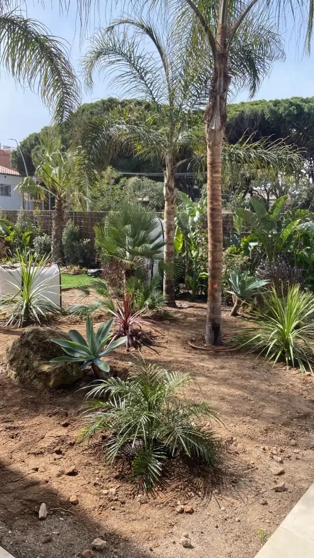 Jardin méditerranéen complet à Perpignan — palmiers, cycas, agaves — Vertical Élagage 66