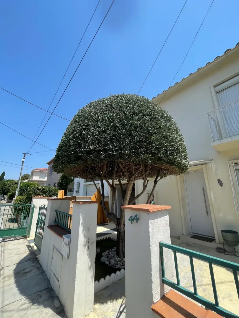 Olivier retaillé net en boule après intervention — taille d'olivier Vertical Élagage Perpignan 66