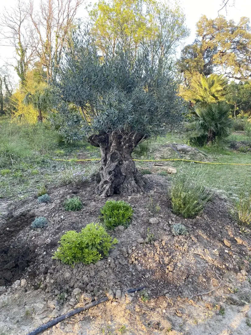 Plantation d'olivier centenaire — Vertical Élagage Olivier centenaire fraîchement planté avec parterre nettoyé et jeunes plantations méditerranéennes — création paysagère Vertical Élagage 66