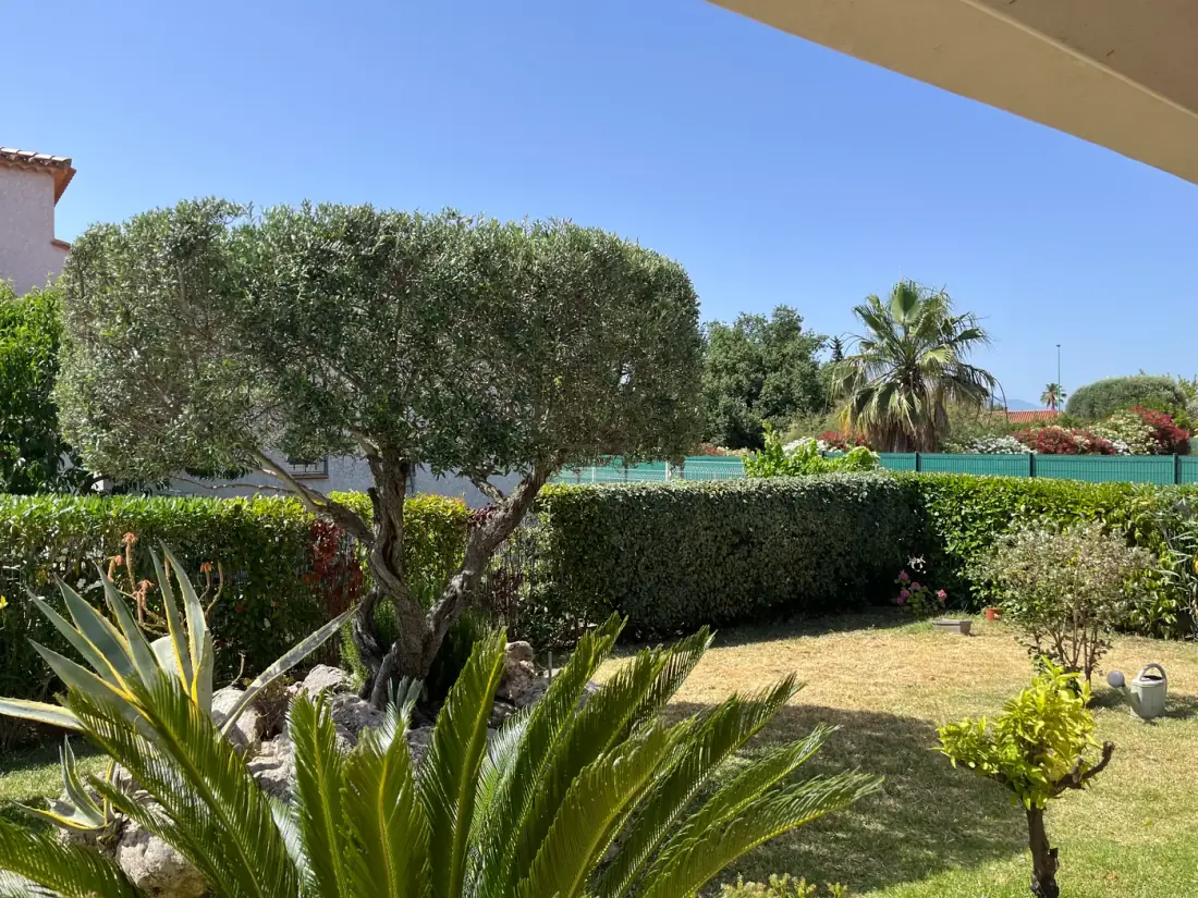 Olivier taillé en nuage et cycas dans un jardin paysager ensoleillé — Vertical Élagage Perpignan 66