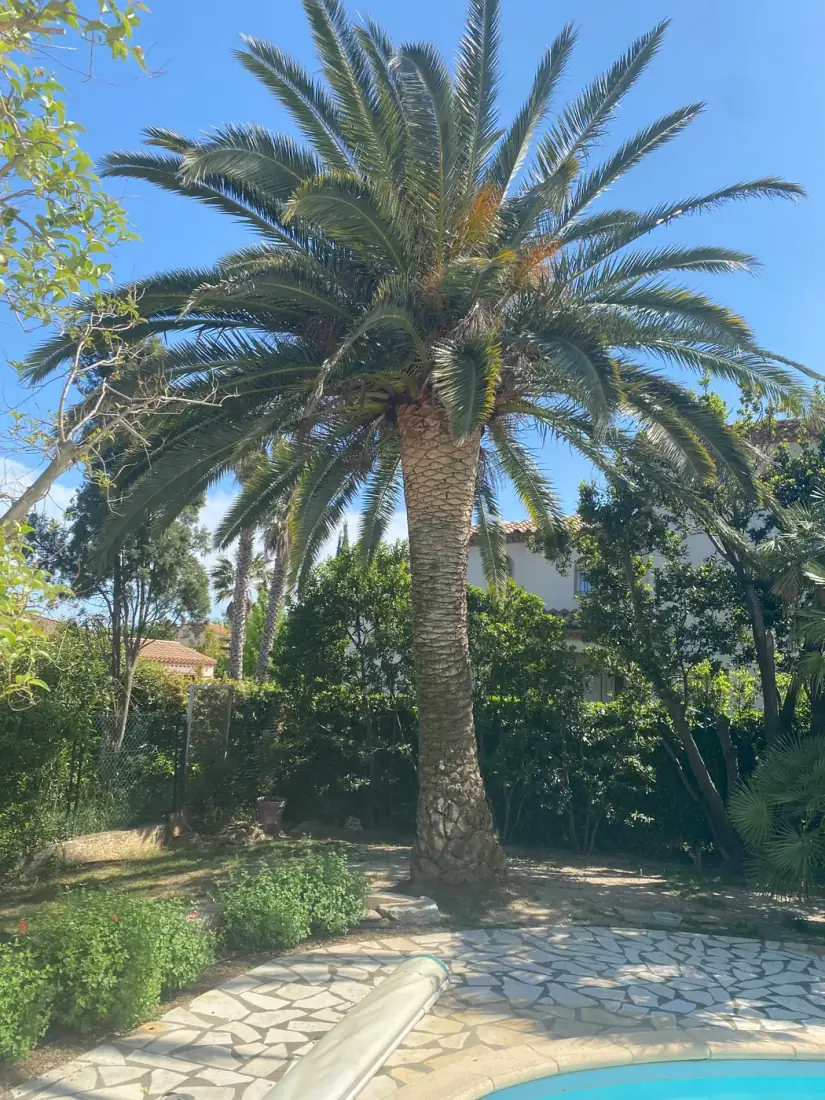 Grand palmier des Canaries (Phoenix canariensis) sain au bord d'une piscine à Perpignan — diagnostic et soin des palmiers Vertical Élagage 66