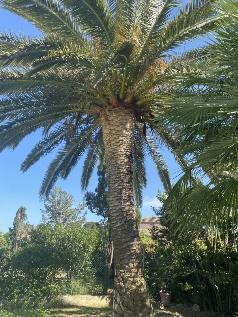 Palmier Phoenix vu en contre-plongée — tronc texturé, palmes nettoyées par Vertical Élagage 66