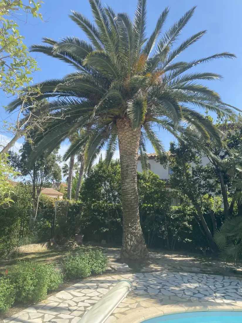 Palmier Phoenix taillé bord de piscine — Vertical Élagage 66