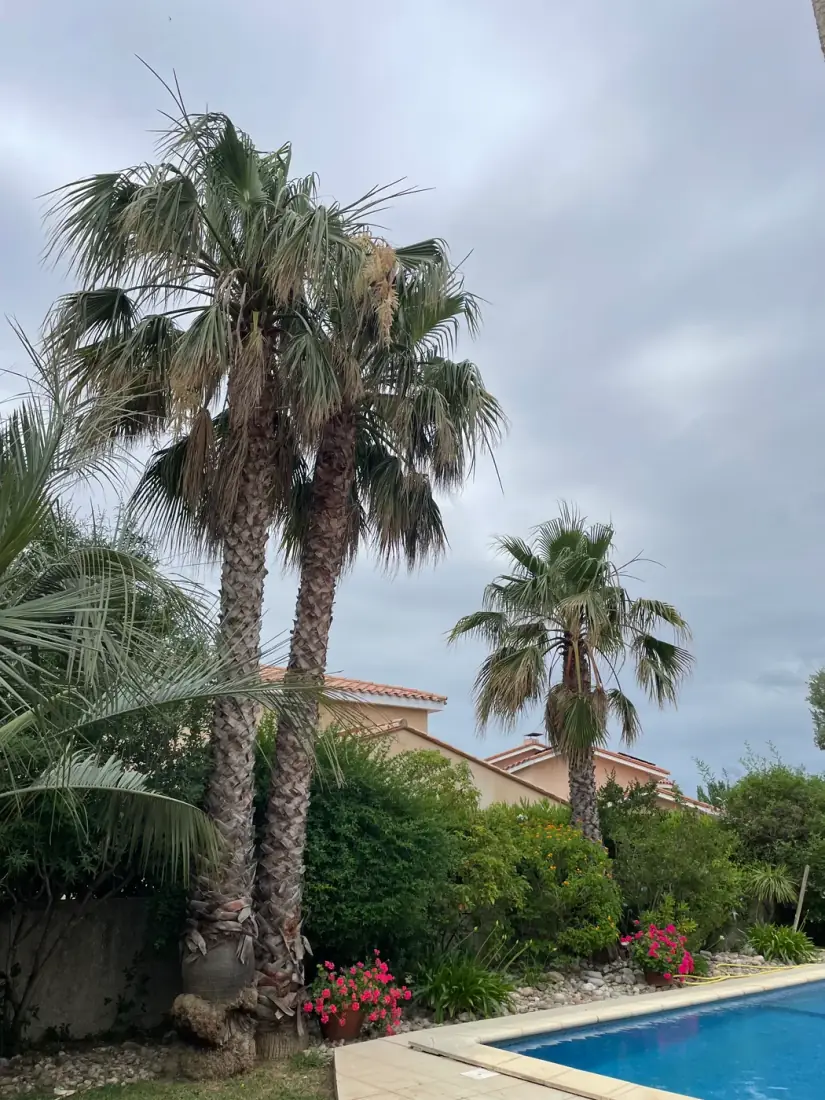 Bouquet de palmiers Washingtonia élancés au bord d'une piscine à Perpignan — entretien et taille de palmiers Vertical Élagage 66