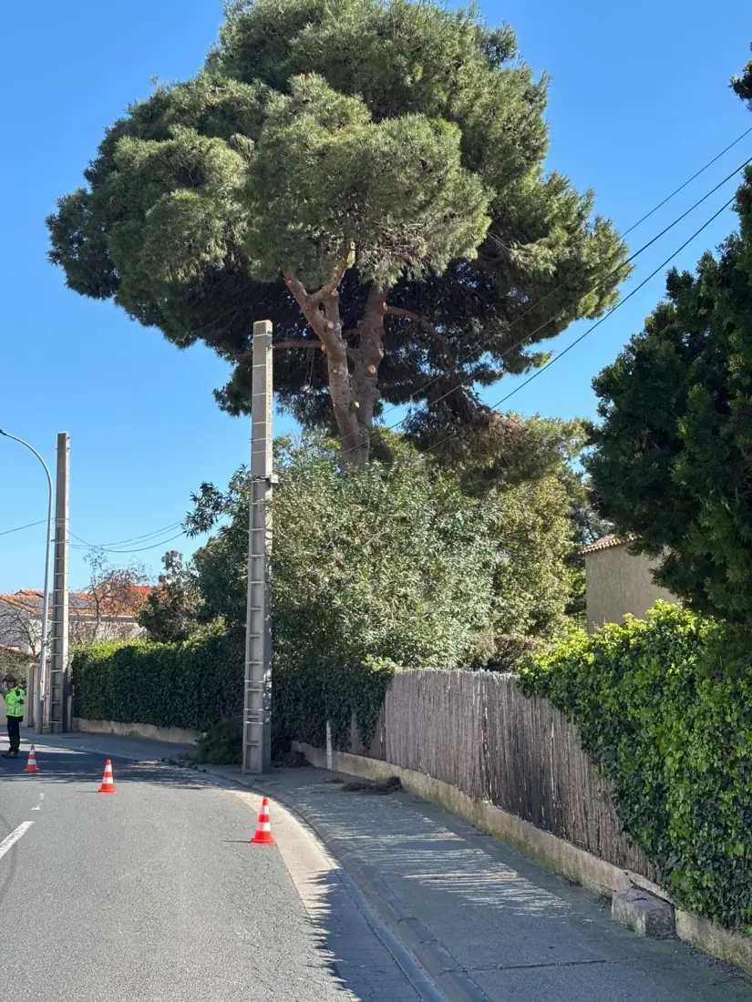 Pin parasol fraîchement taillé en bord de route, signalisation chantier — Vertical Élagage 66
