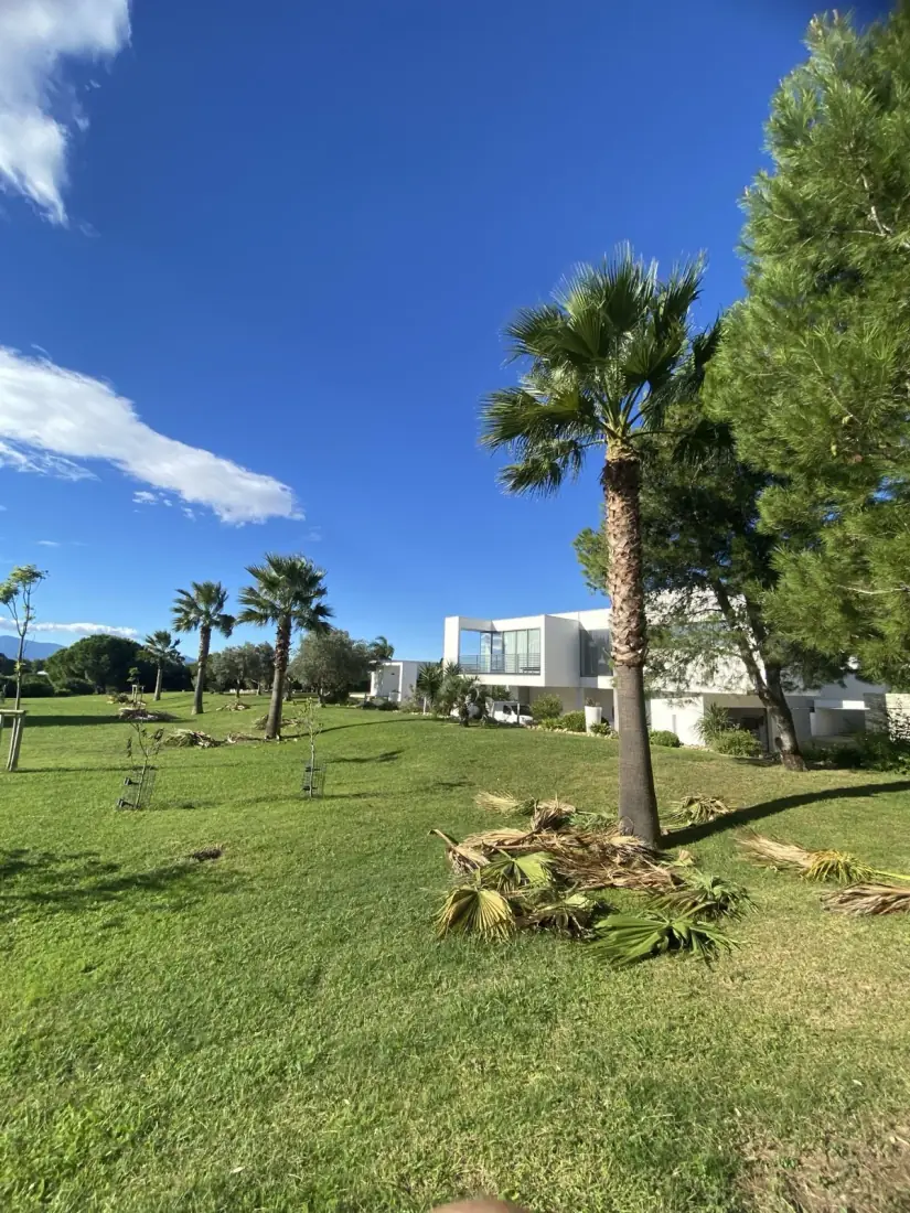 Pin parasol taillé devant villa contemporaine — Vertical Élagage 66
