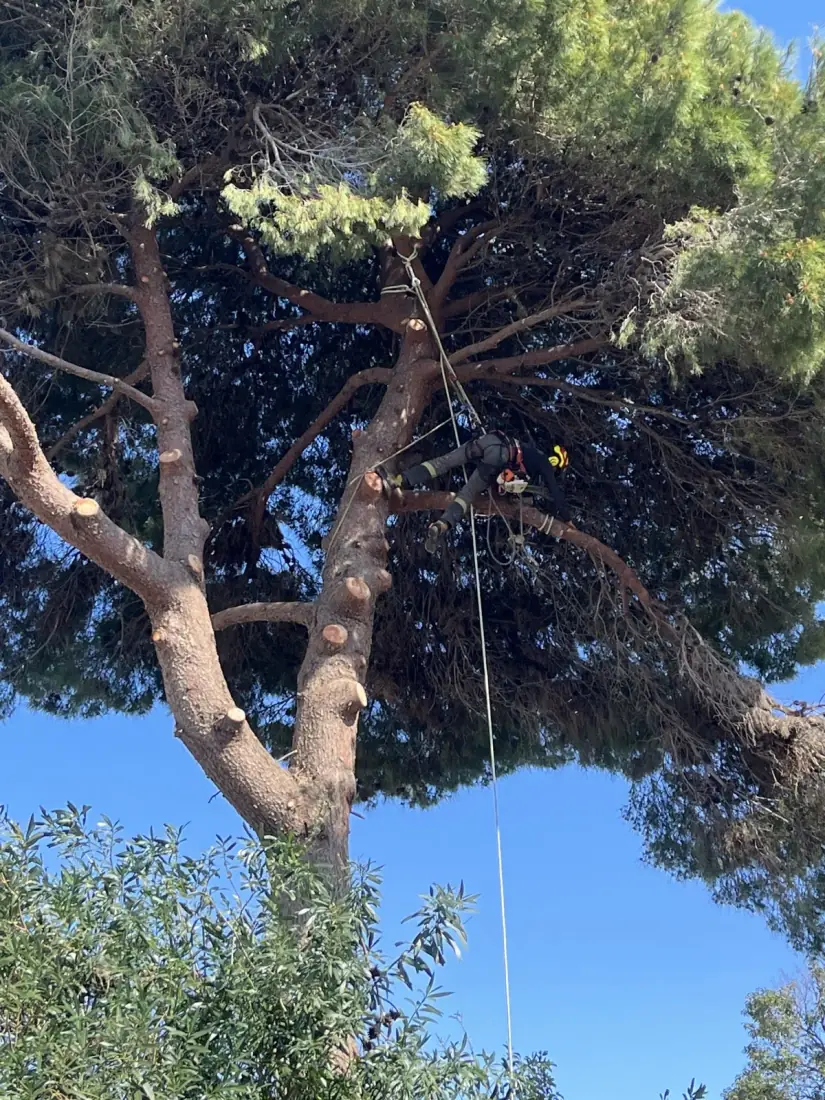 Rubens grimpeur dans un cyprès — élagage Perpignan, Vertical Élagage
