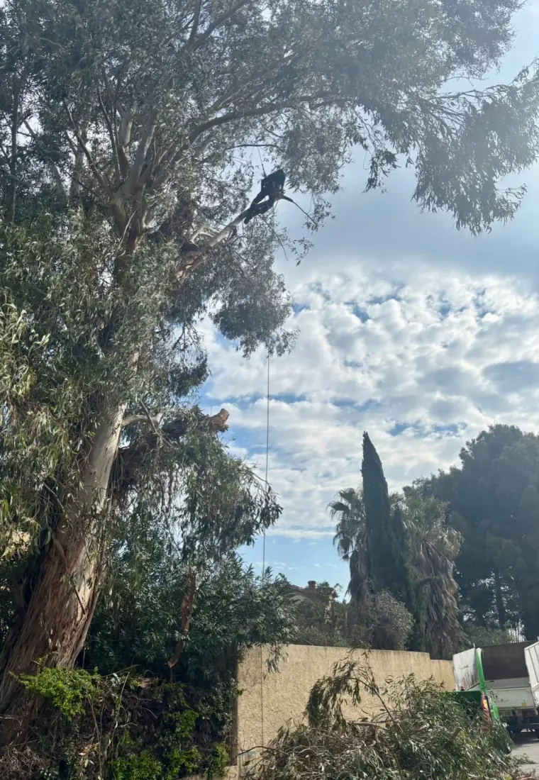 Démontage eucalyptus aux cordes — Vertical Élagage Perpignan