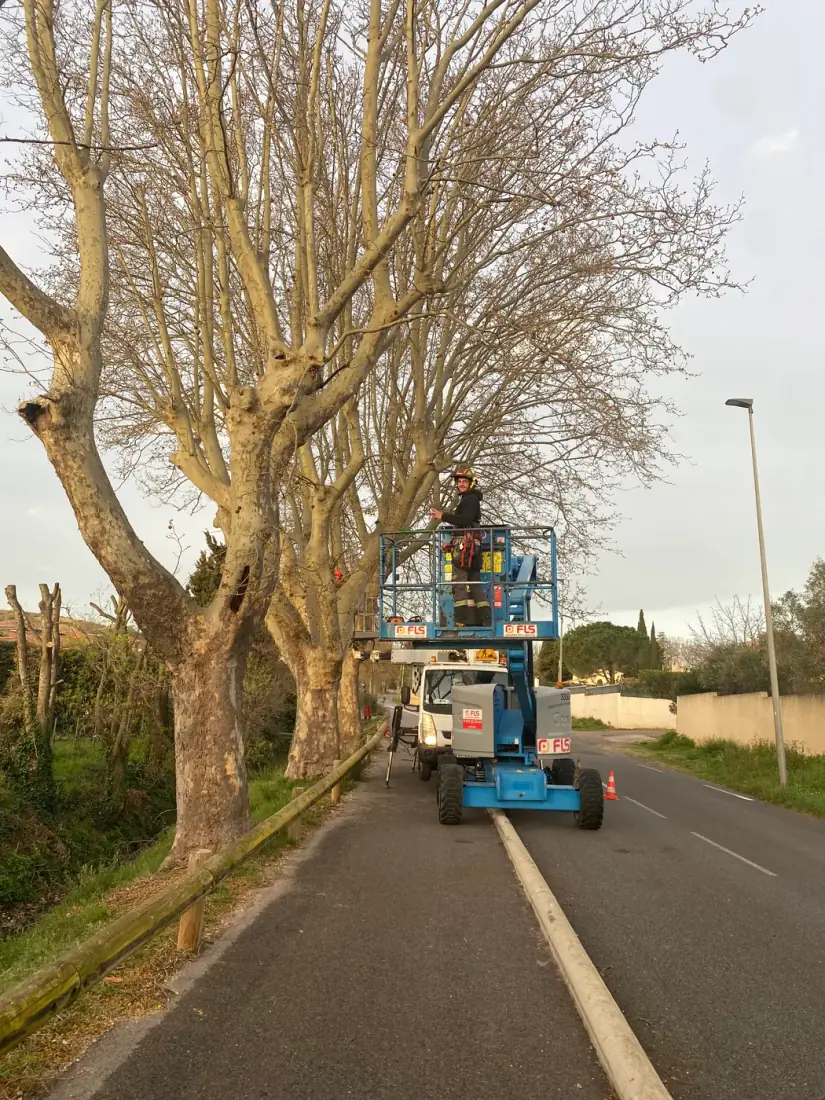 Élagage d'un platane en nacelle à Perpignan — Vertical Élagage 66 Élagueur Vertical Élagage en nacelle taillant un grand platane en bord de route à Perpignan — élagage en hauteur sécurisé, Pyrénées-Orientales 66