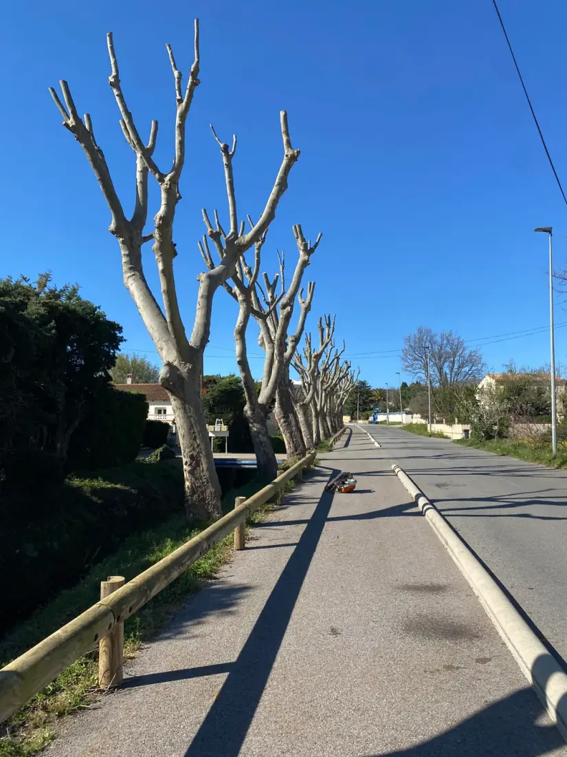 Alignement de platanes taillés en tête-de-chat le long d'une rue — taille en rideau Vertical Élagage Pyrénées-Orientales 66