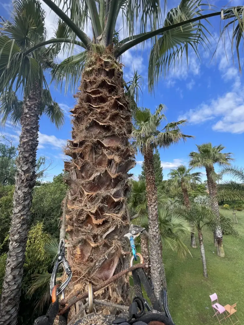Taille de palmier Washingtonia par grimpeur — vue détaillée du stipe en cours de nettoyage avec matériel de grimpe — Vertical Élagage 66