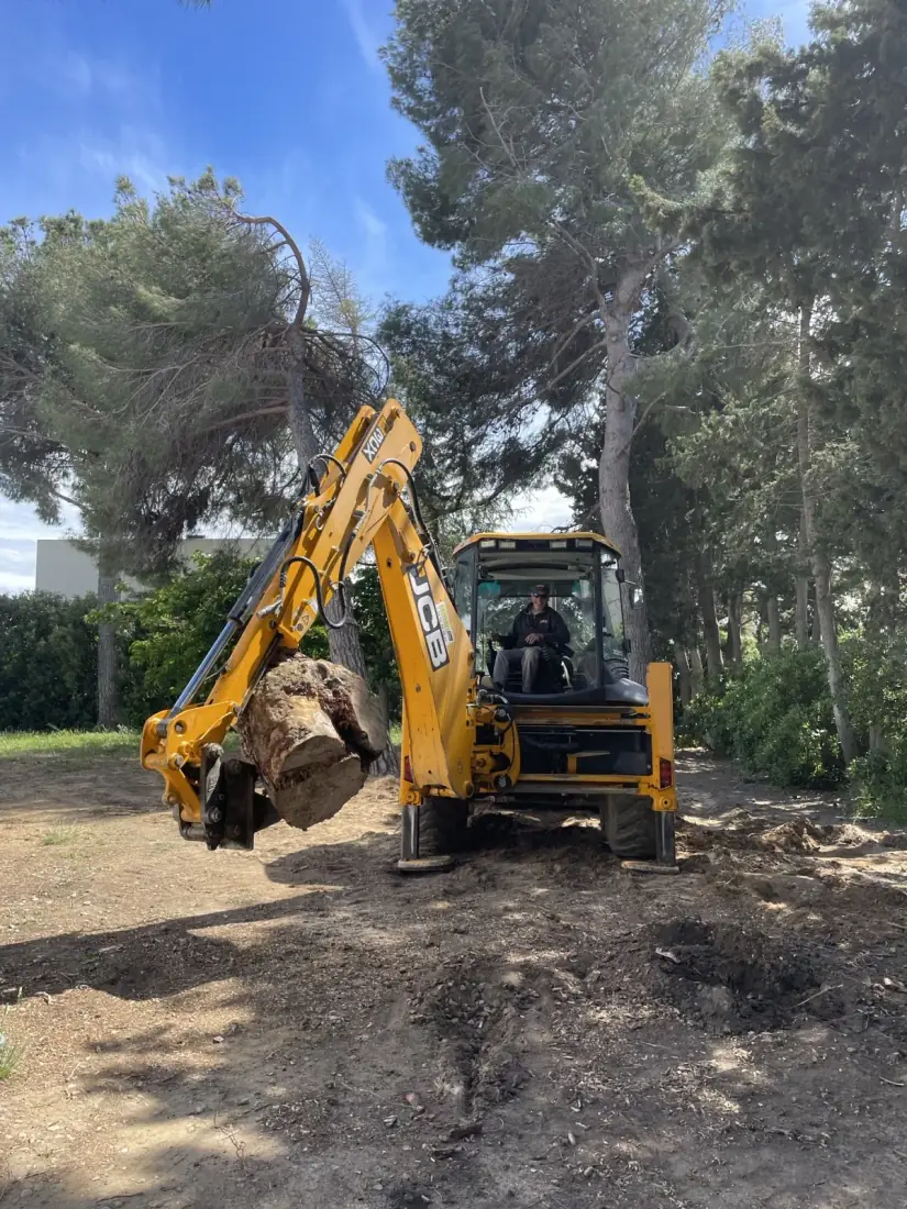 Tractopelle JCB Vertical Élagage — dessouchage et extraction de souches dans les Pyrénées-Orientales Tractopelle JCB en chantier de dessouchage — extraction d'une souche par Vertical Élagage à Perpignan 66